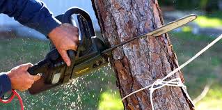 How Our Tree Care Process Works  in Golden Hills, CA